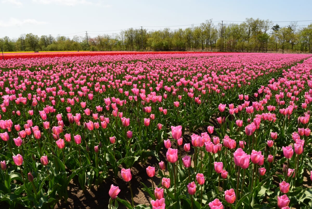 長池憩いの森公園の写真1