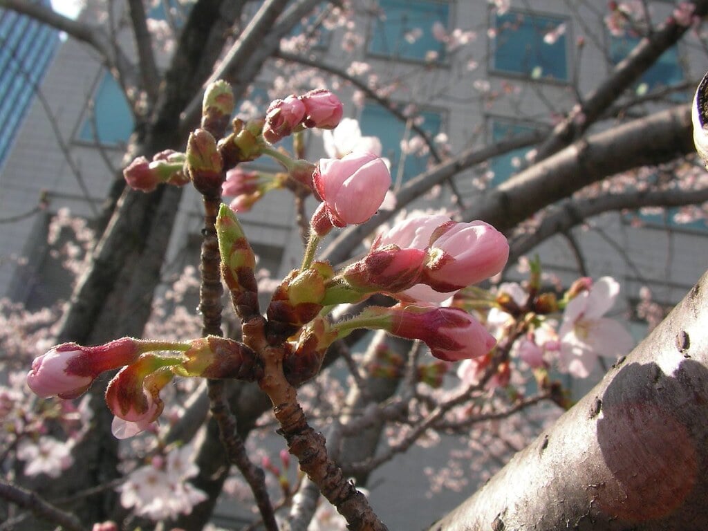 新川公園の写真2