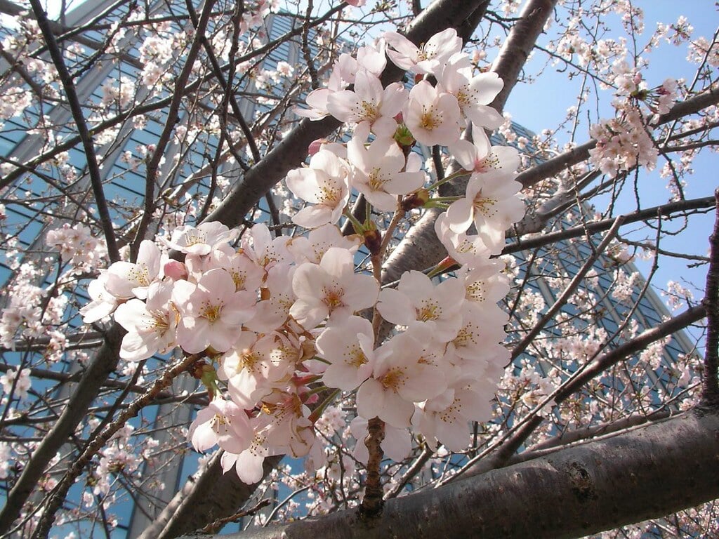 新川公園の写真4