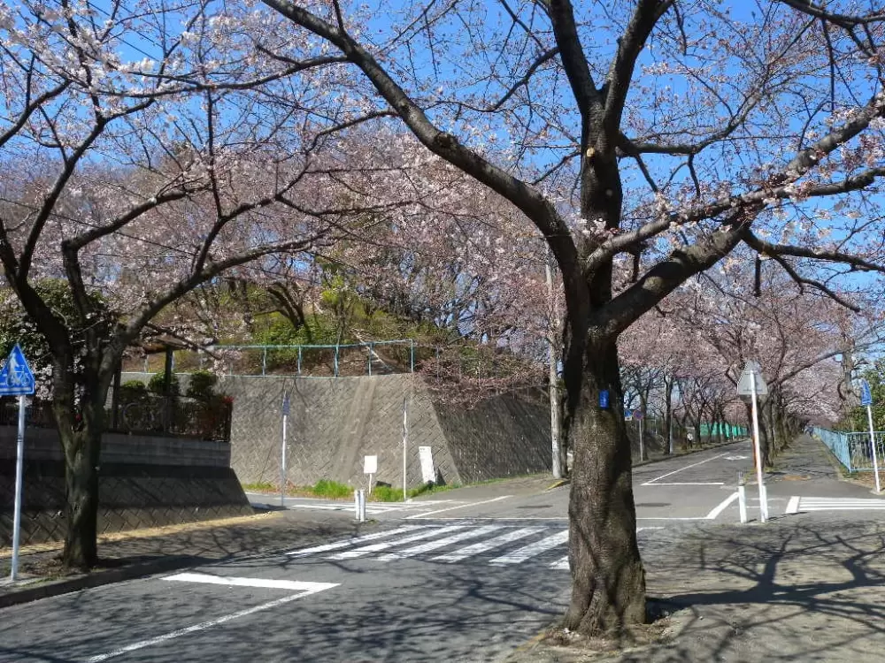 菅さくら公園の写真1