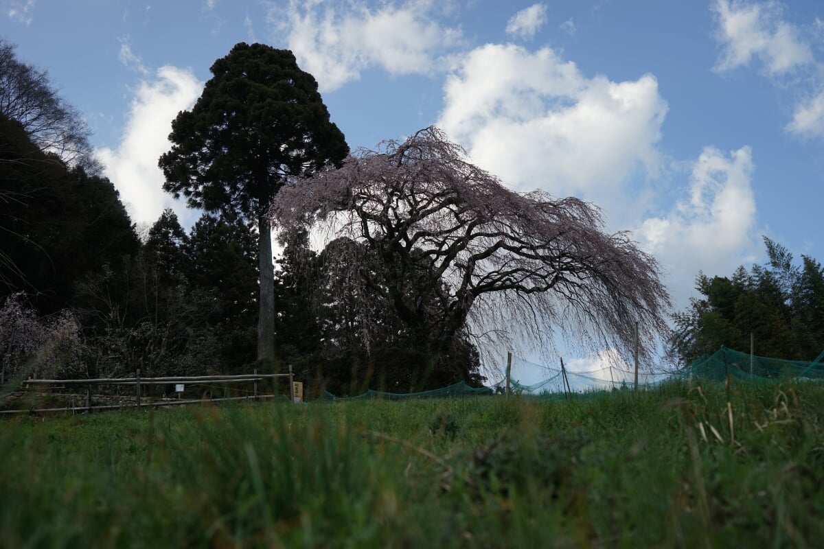 中越家のしだれ桜の写真2