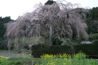 中越家のしだれ桜
