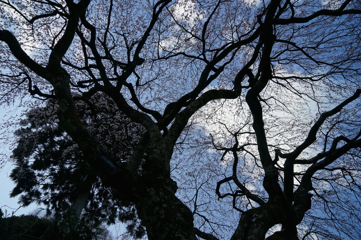 中越家のしだれ桜の写真3