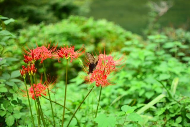 立久恵峡の写真4