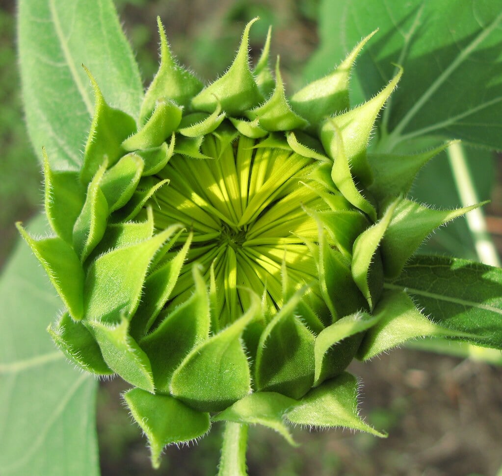 大岩フラワーガーデンの写真2