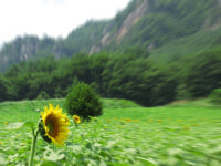 大岩フラワーガーデン