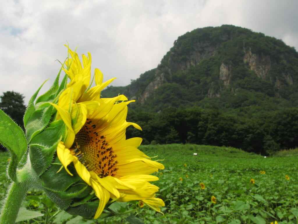 大岩フラワーガーデンの写真3
