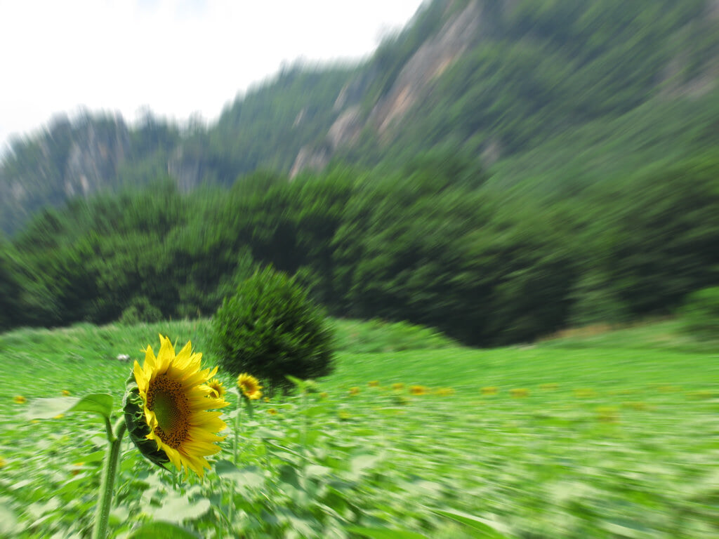 大岩フラワーガーデンの写真1