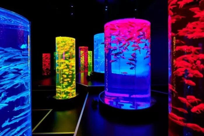 アートアクアリウム美術館の写真1