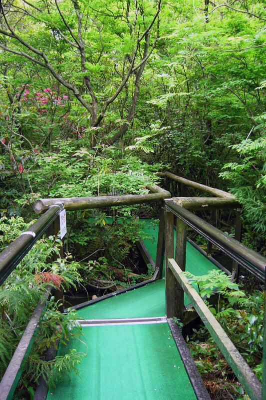 浮島の森の写真2