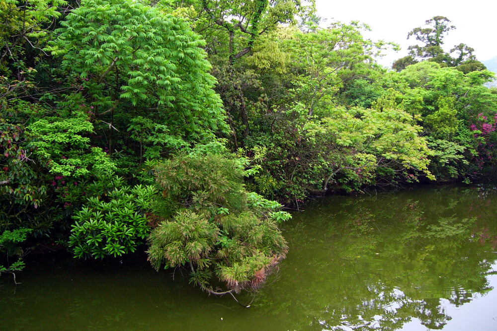 浮島の森の写真4