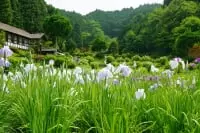 柳生花しょうぶ園