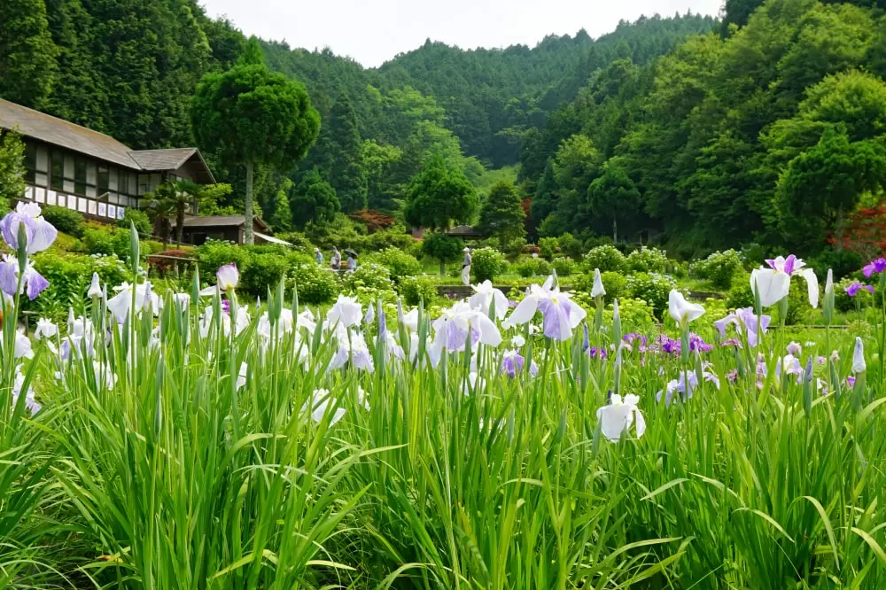 柳生花しょうぶ園の写真1