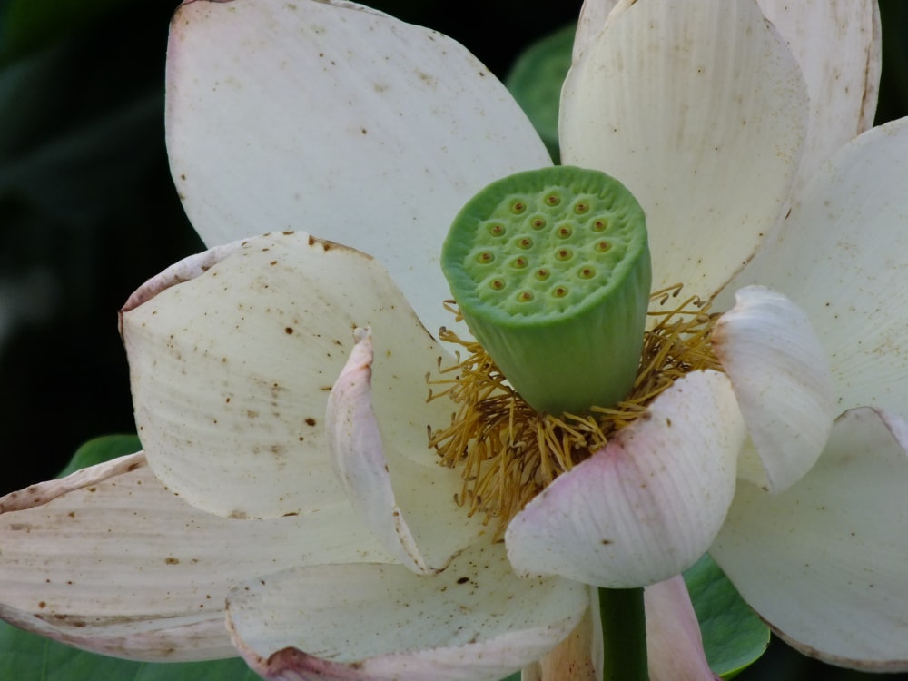 平池公園の写真2