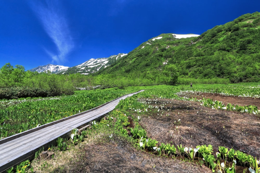 栂池自然園の写真6