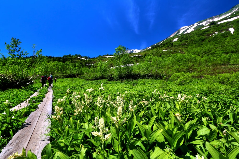 栂池自然園の写真7
