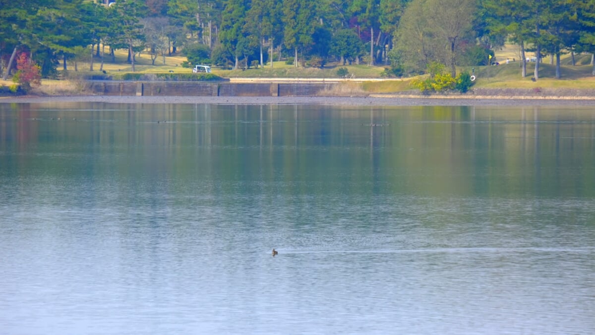 鴨池公園の写真2