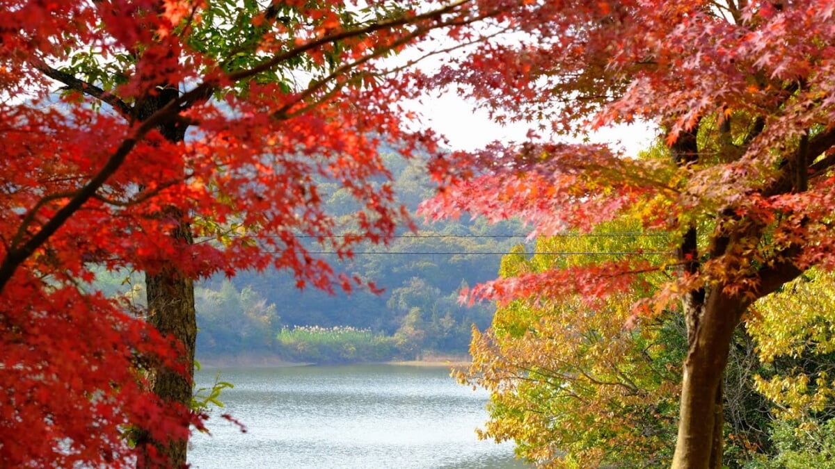 鴨池公園の写真1