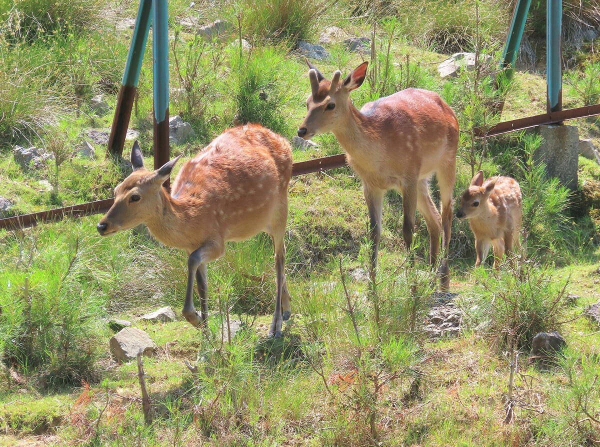 石川県森林公園 森林動物園の写真3