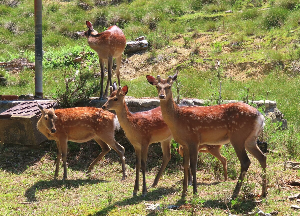 石川県森林公園 森林動物園の写真1