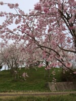 氷上さくら公園