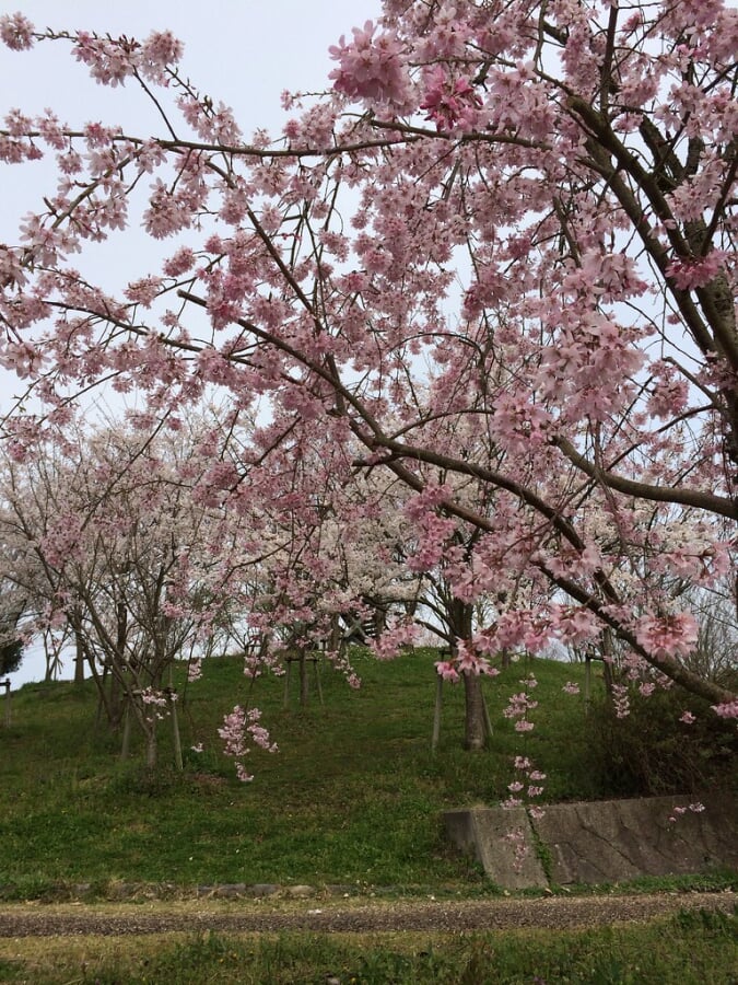 氷上さくら公園の写真1