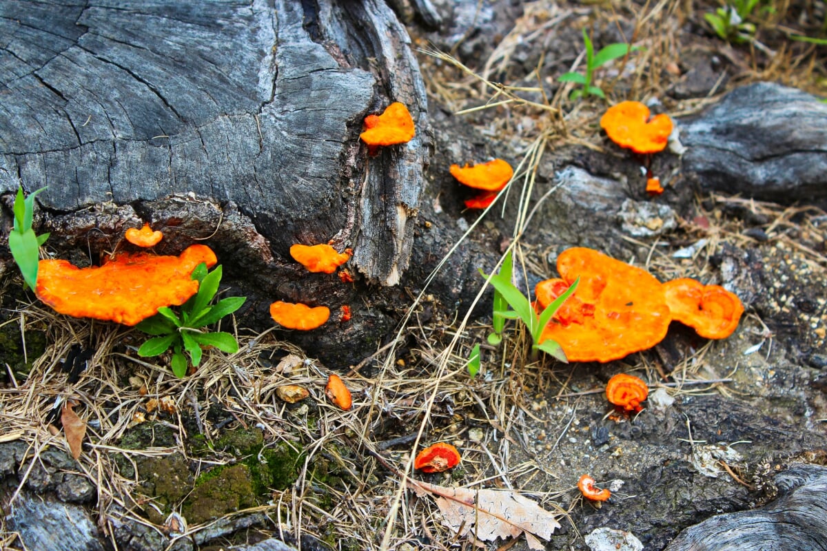 姫山公園の写真2