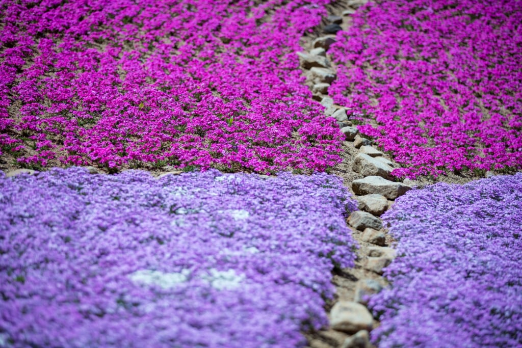 滝谷花しょうぶ園の写真2