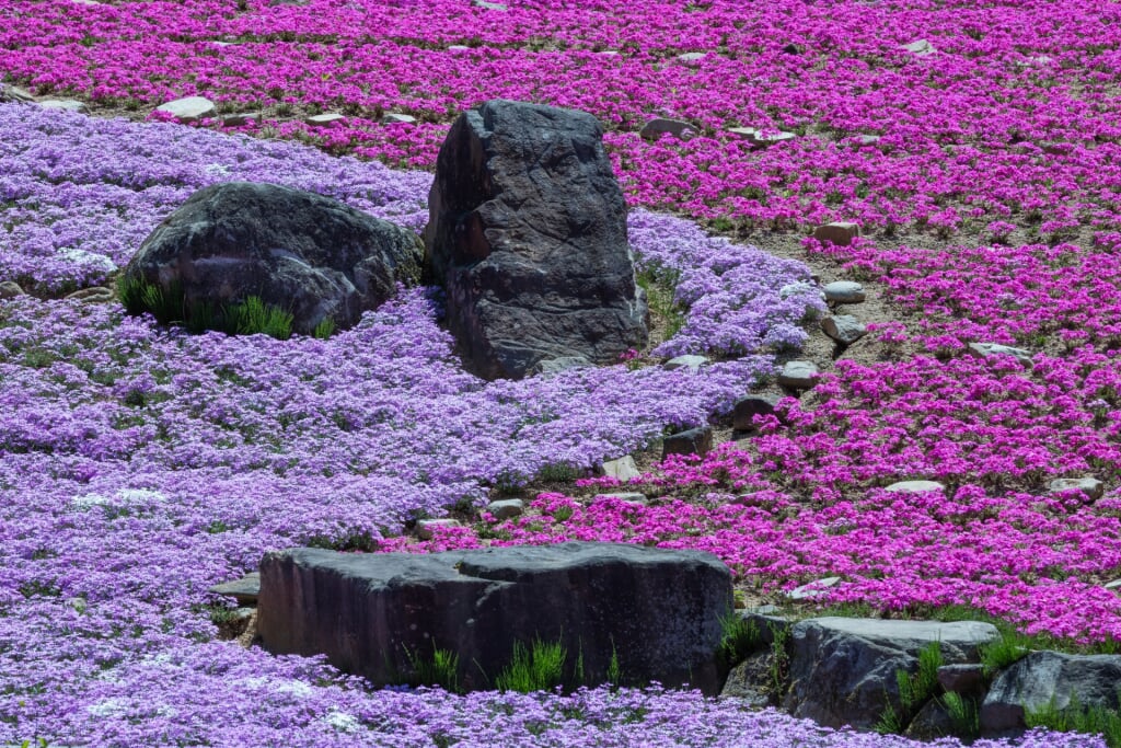 滝谷花しょうぶ園の写真3