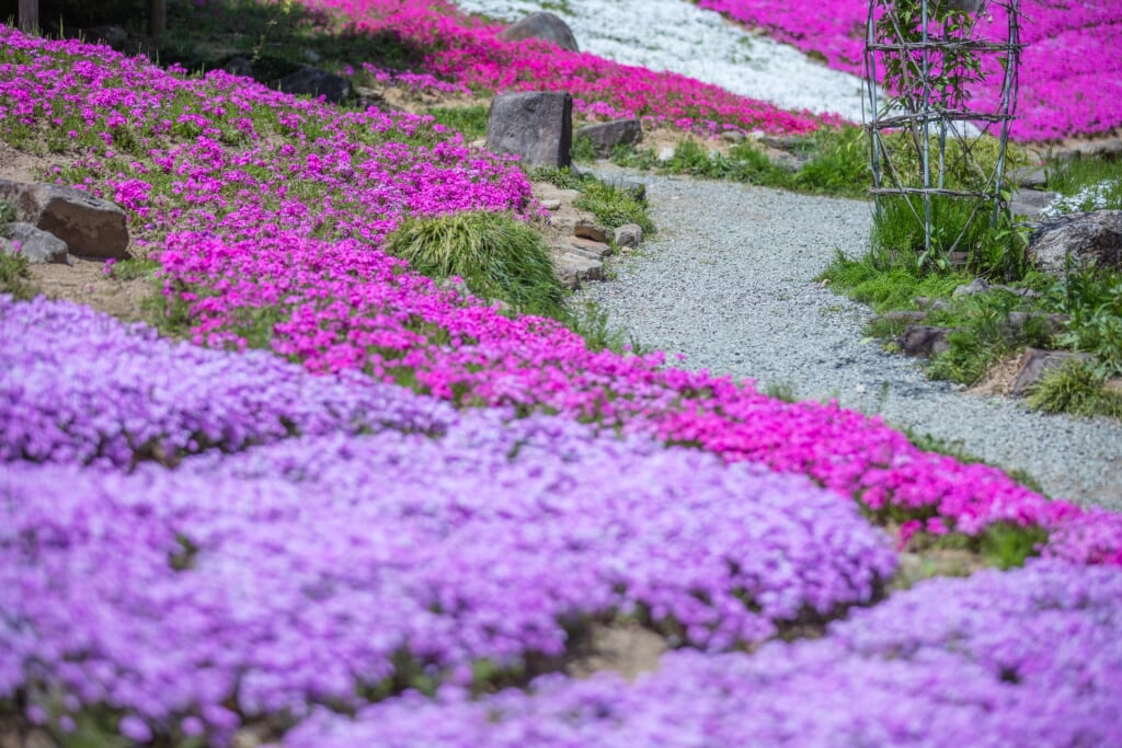 滝谷花しょうぶ園の写真1