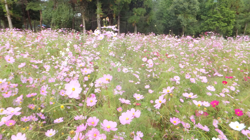 とよのコスモスの里の写真2