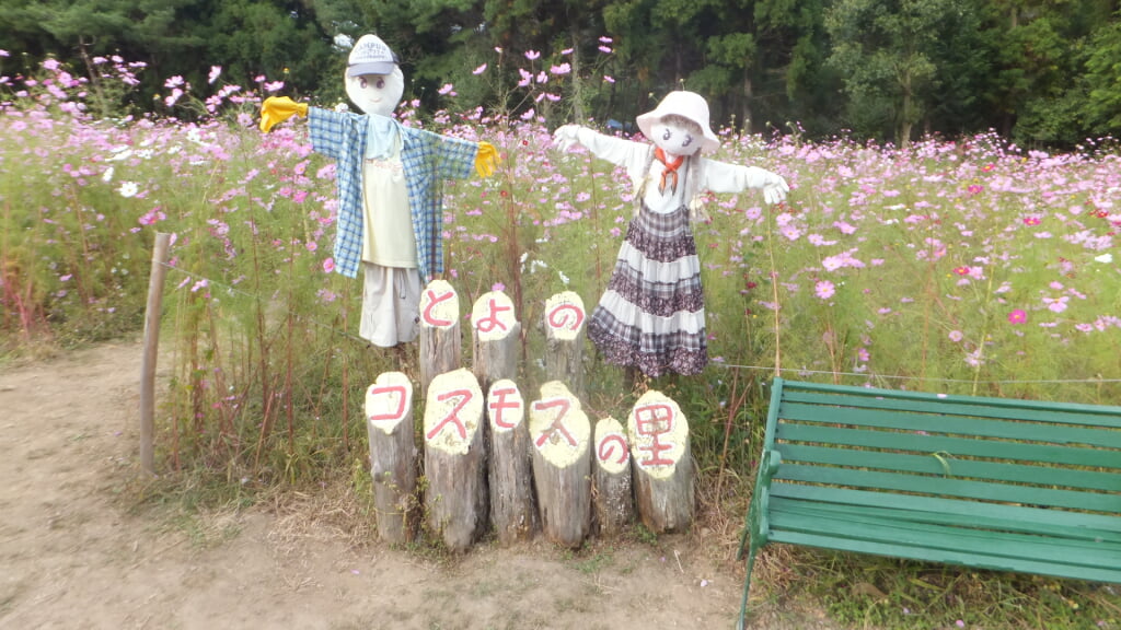 とよのコスモスの里の写真3