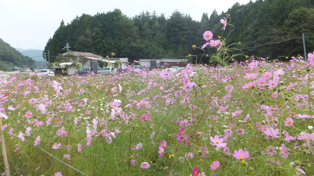 とよのコスモスの里の写真4