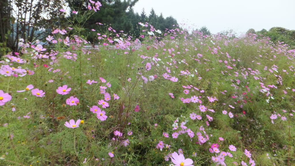 とよのコスモスの里の写真5