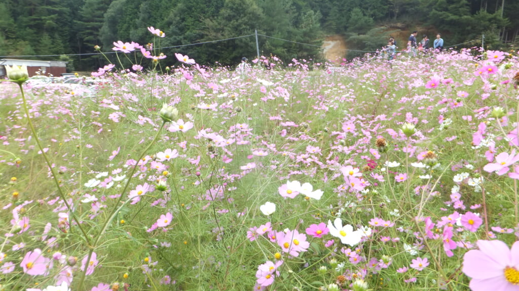 とよのコスモスの里の写真6