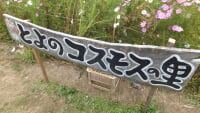とよのコスモスの里