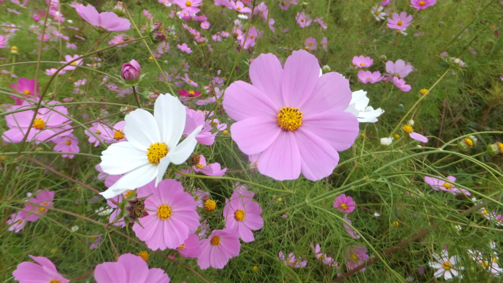 とよのコスモスの里の写真7