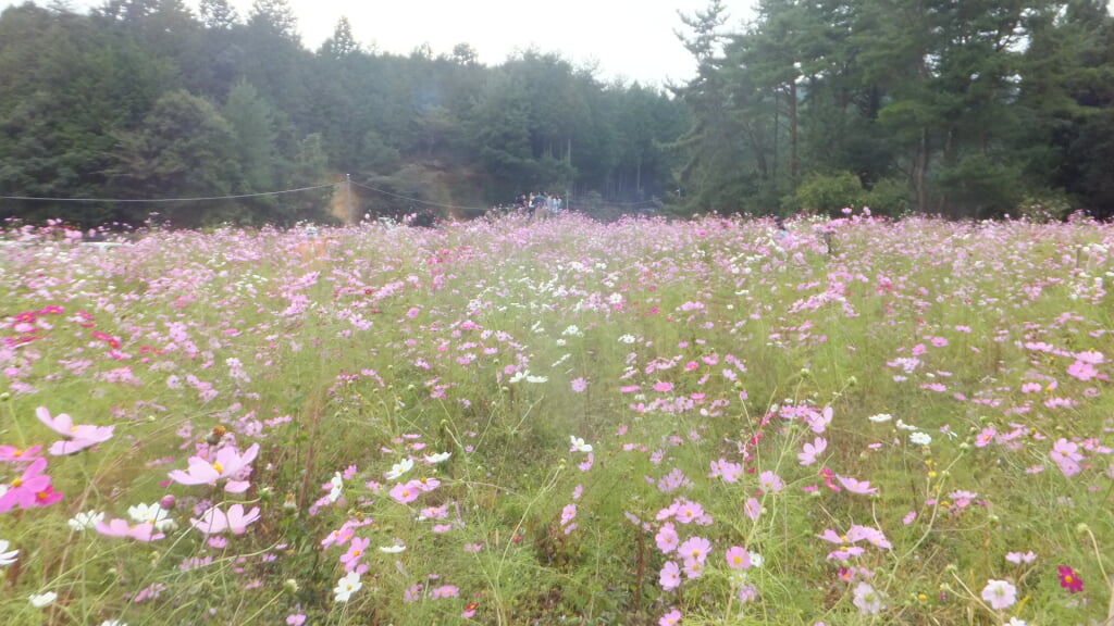 とよのコスモスの里の写真8