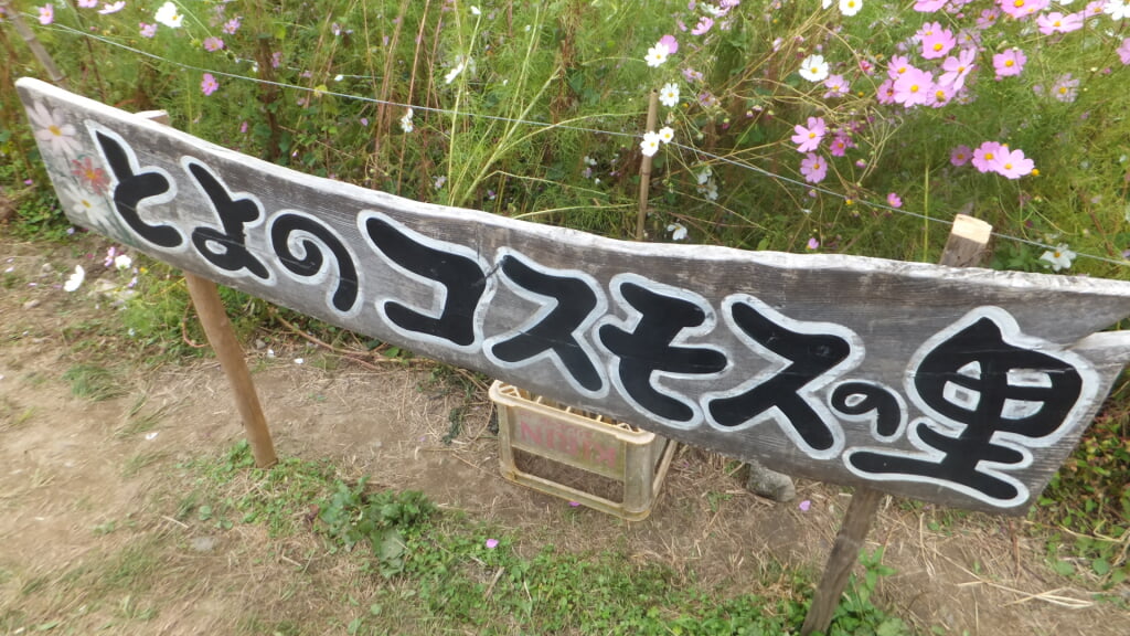 とよのコスモスの里の写真1