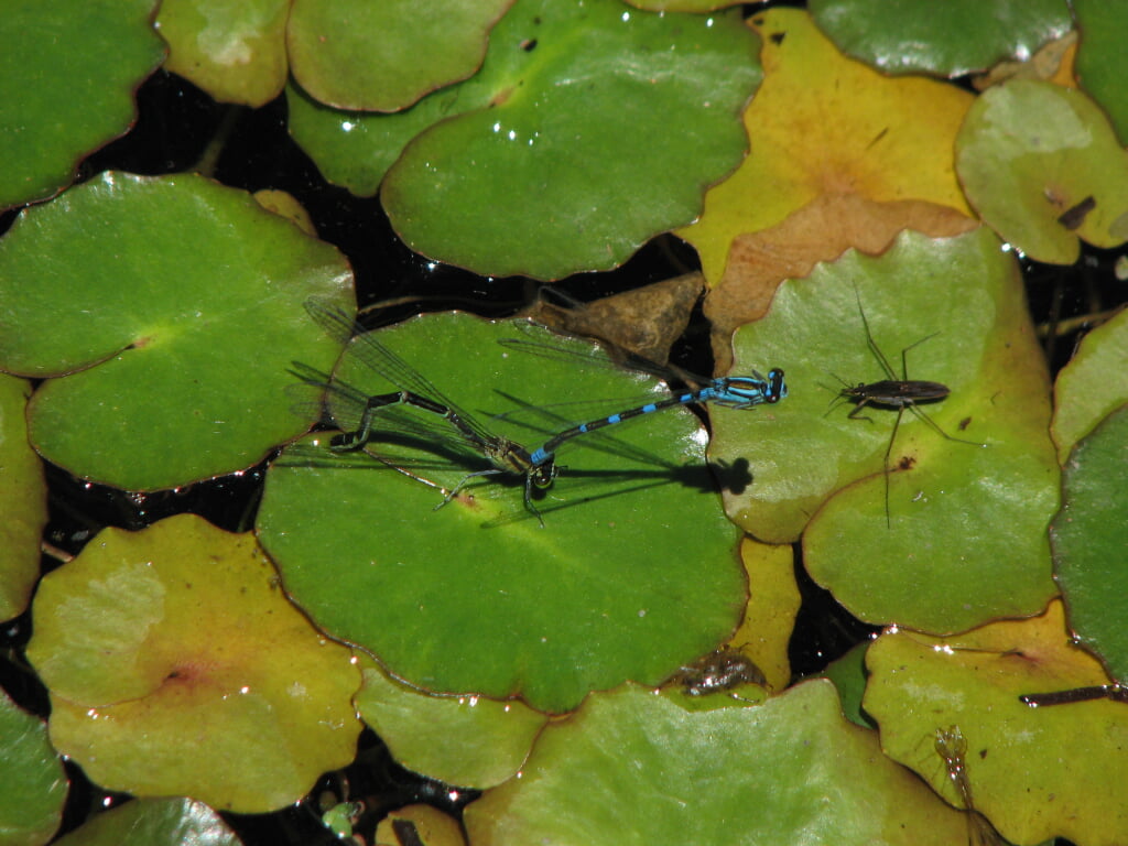 日光市 上三依水生植物園の写真1