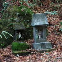 千葉県立館山野鳥の森