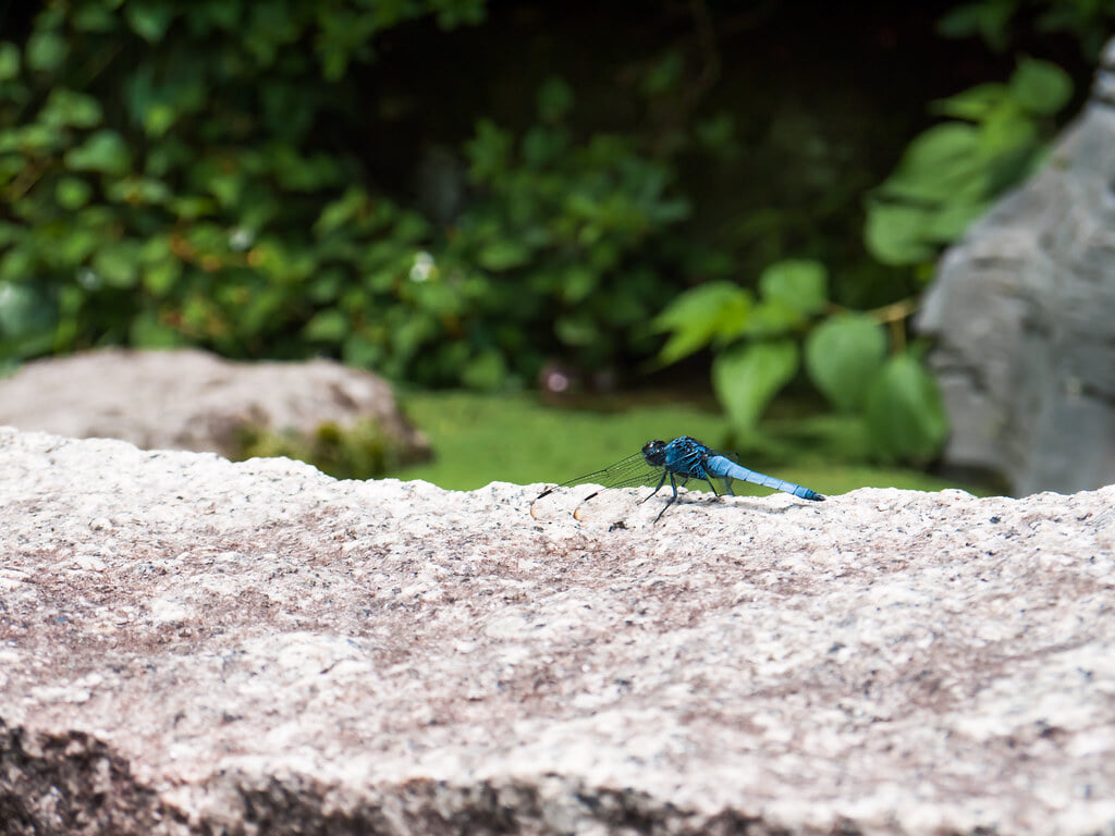 久安寺の写真10