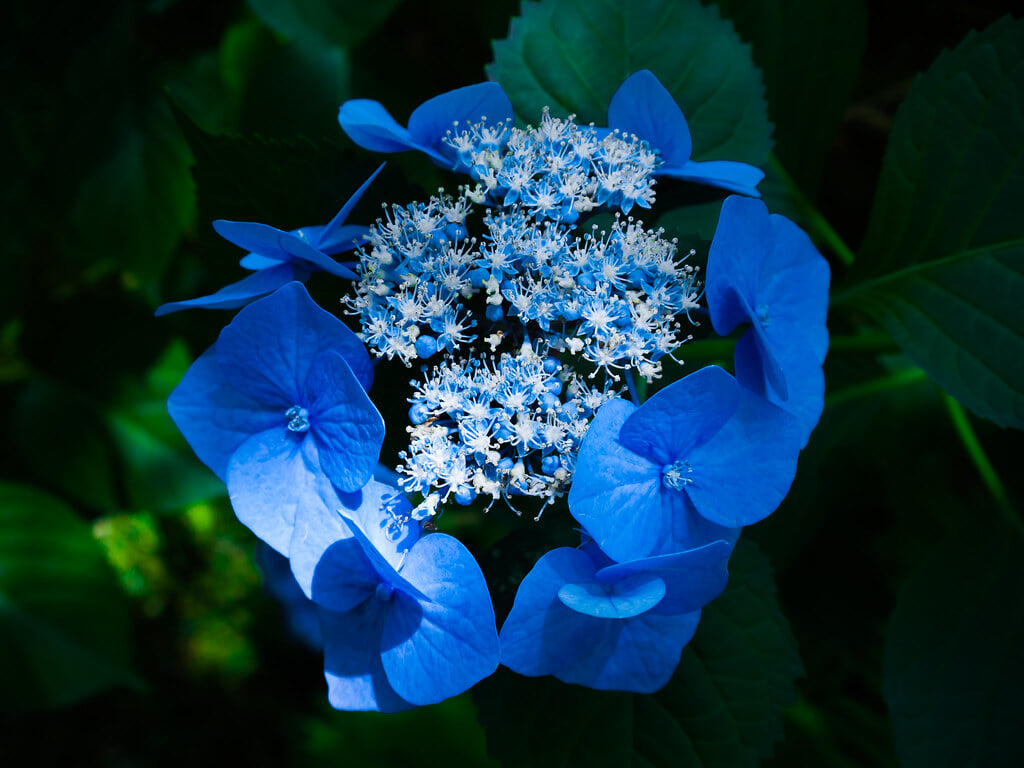 久安寺の写真11