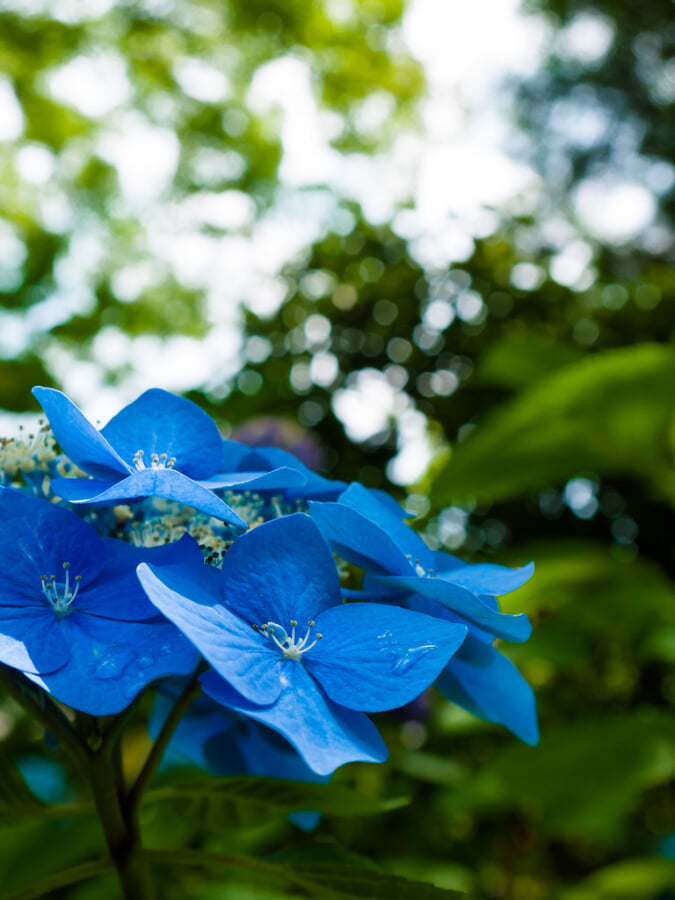 久安寺の写真12