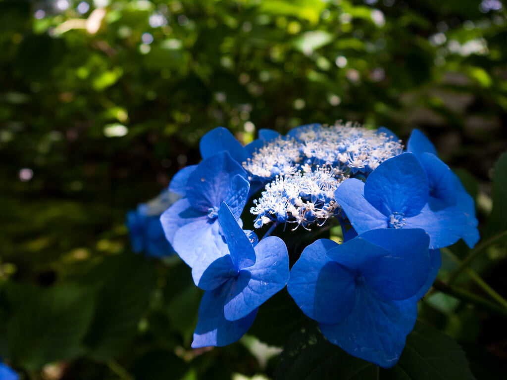 久安寺の写真13