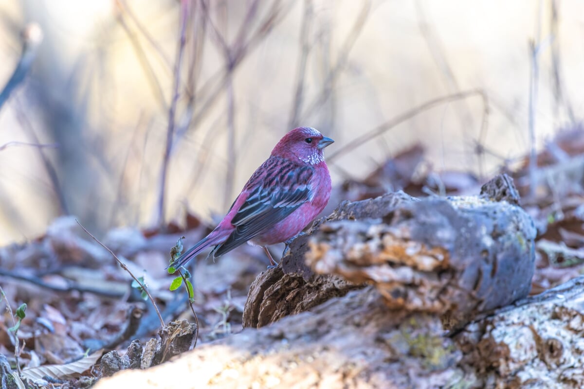 埼玉県 県民の森の写真2
