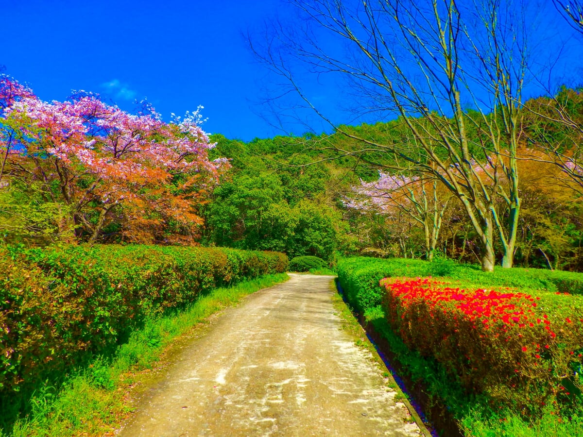 太宰府市民の森の写真5
