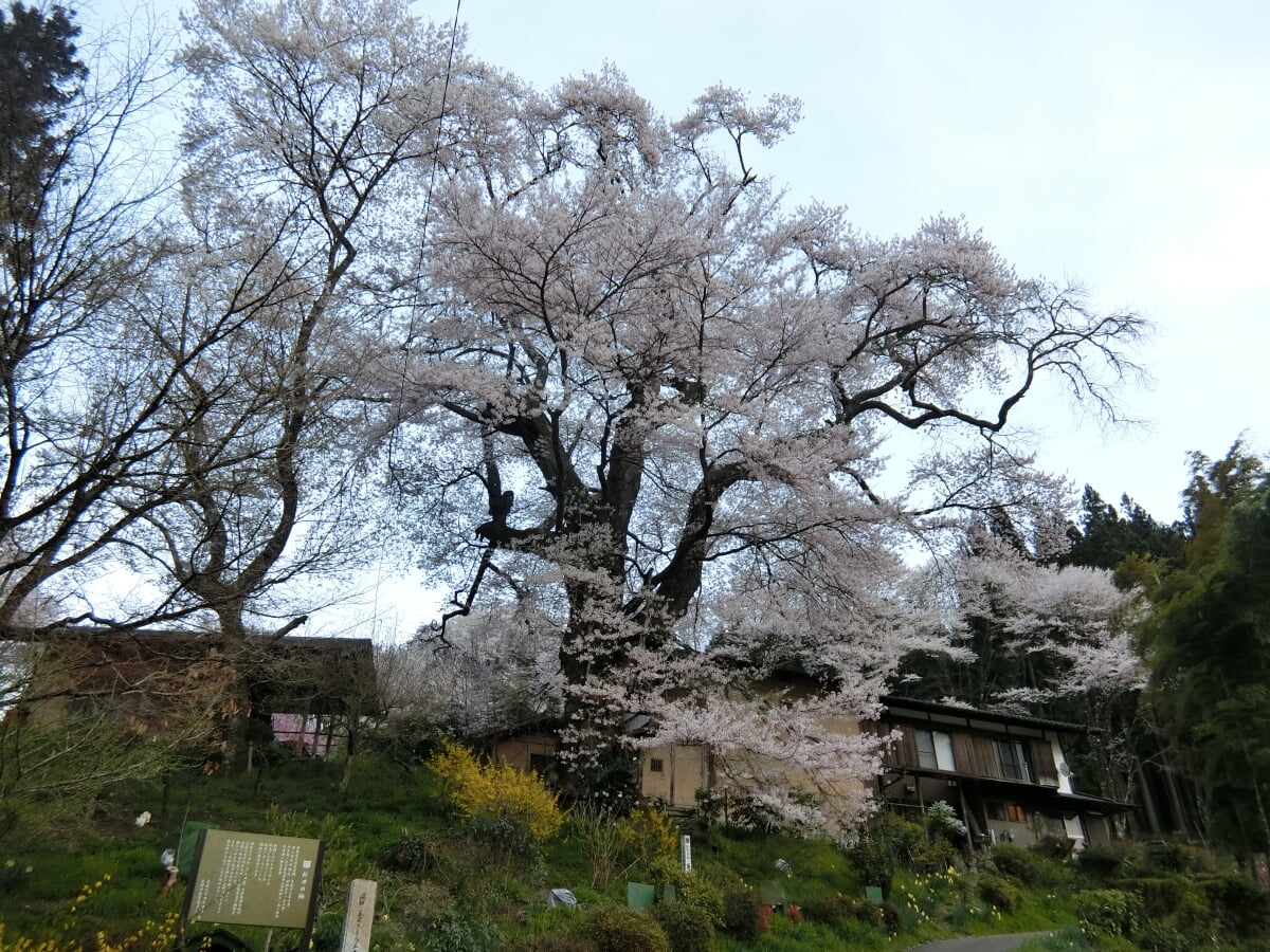 新田の桜の写真1