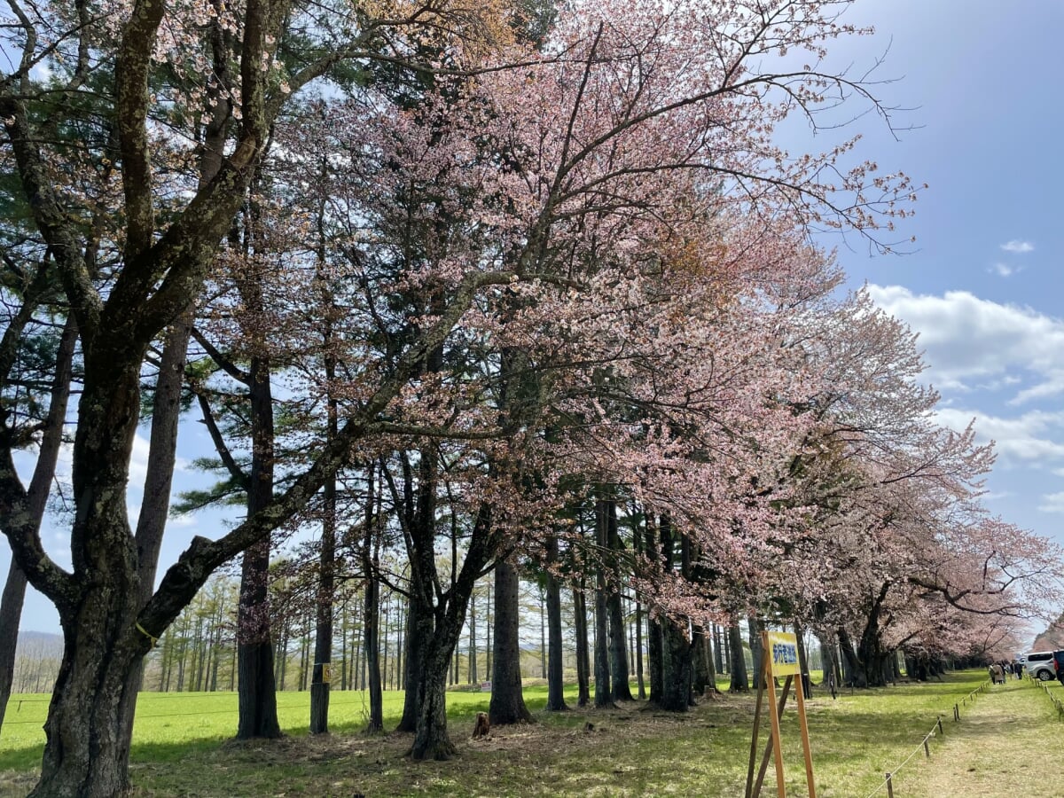 静内二十間道路桜並木の写真2