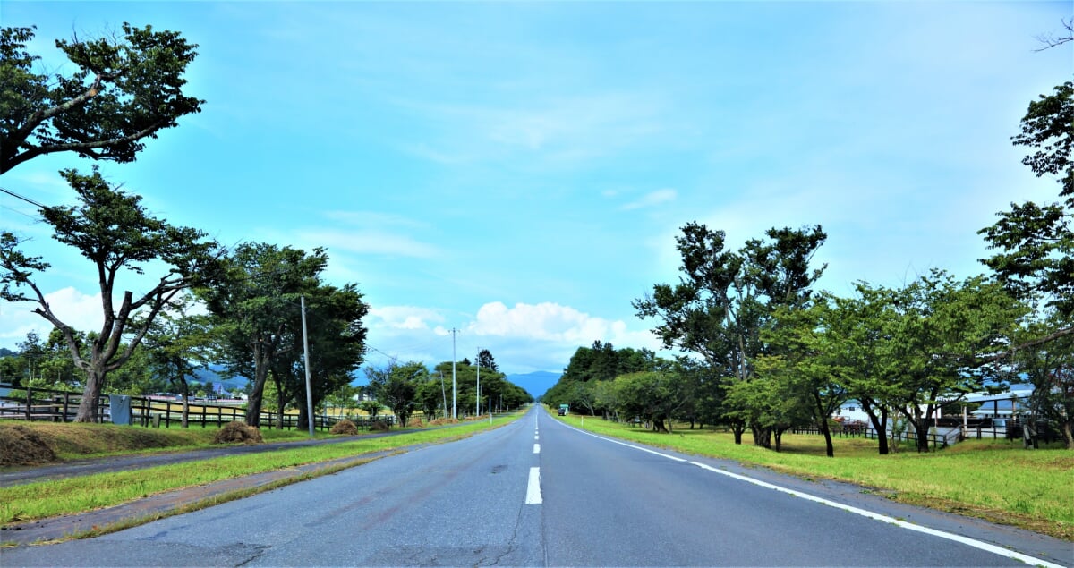 静内二十間道路桜並木の写真3